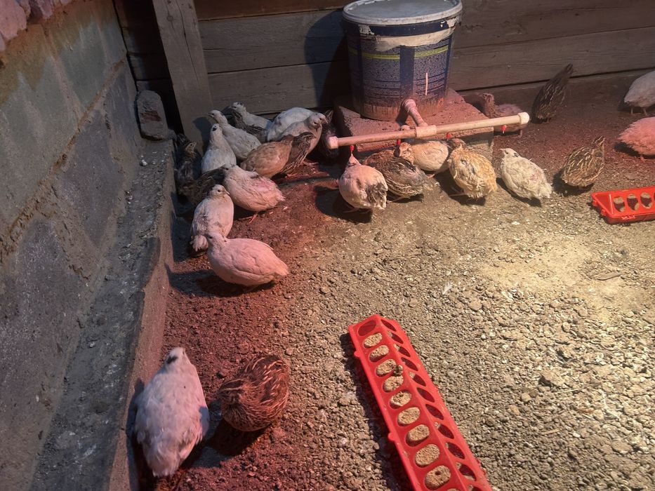 Продам перепелов