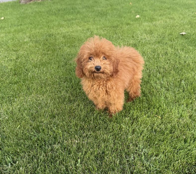 Чистокръвен Той пудел момченце - Toy Poodle