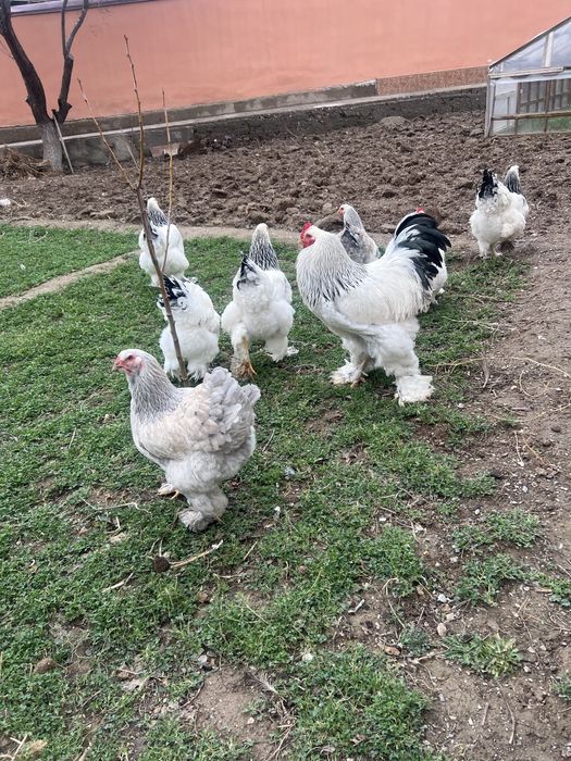 Brama tovuq tuxumlari soriladi.Narxi 10000 so’mdan