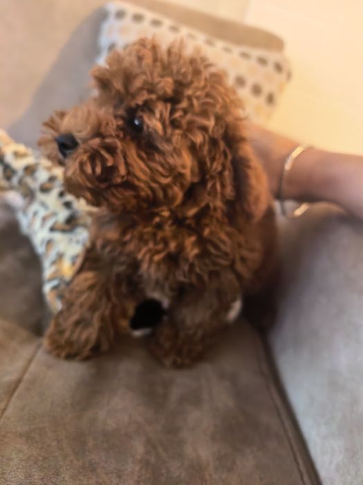 Той/Мини Пудел/ toy poodle/ poodle