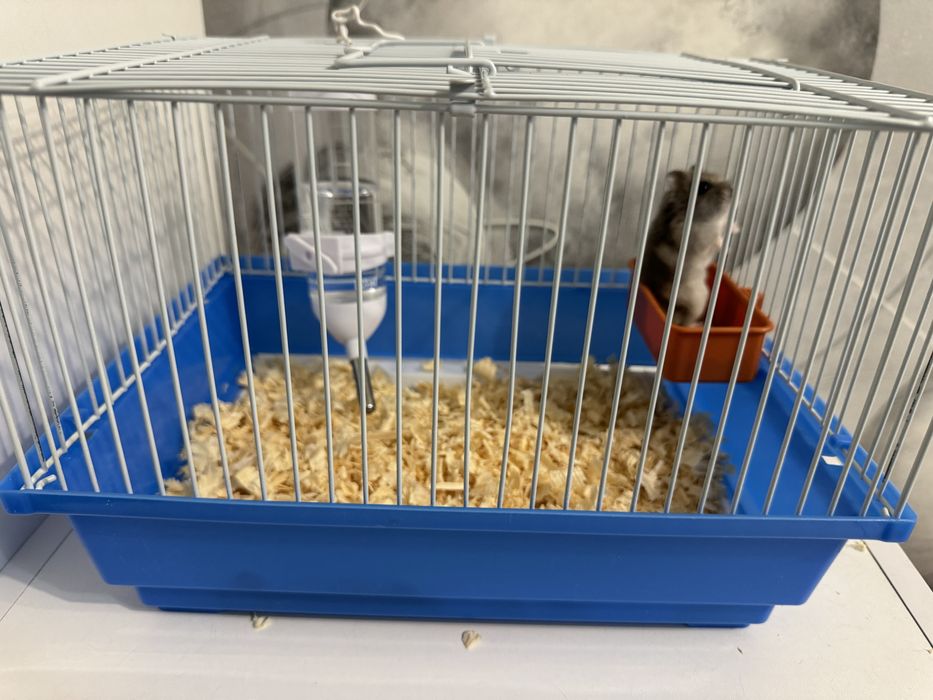 продам милого хомячка