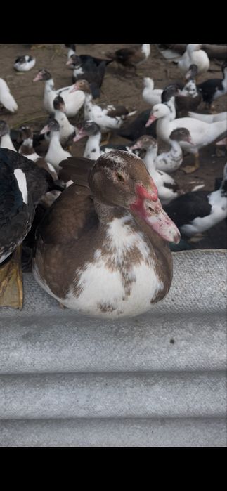 oua de rate mute pt consum sau incubat