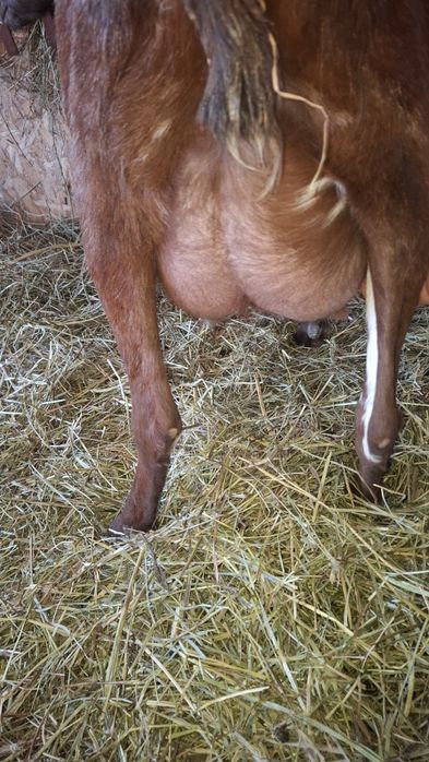 Vând 2 capre fatate