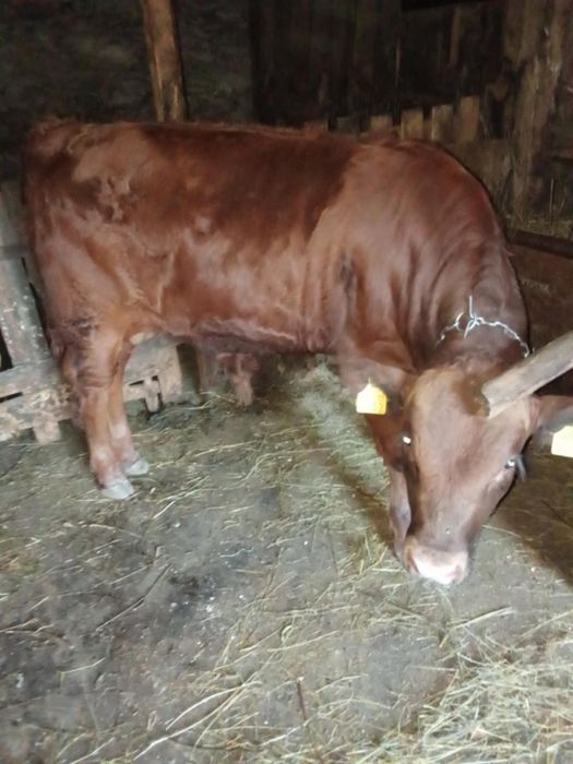 Vand vitel angus