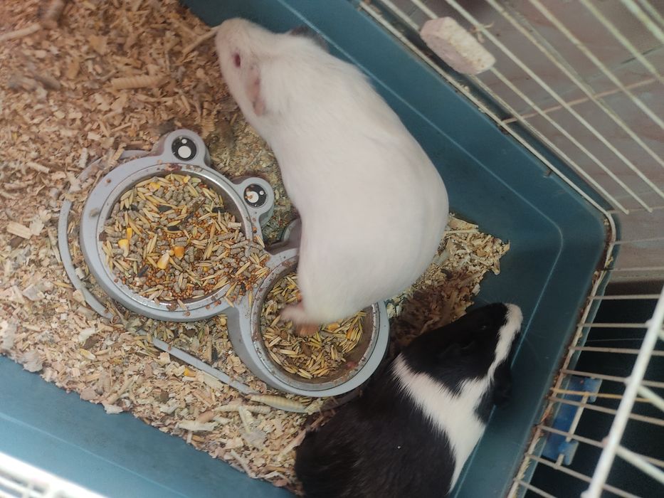 Продам морских свинок пару