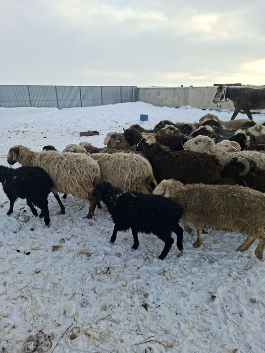 Продам баранов с откорма.овцы