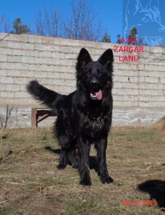 Вязка .Длинношёрстный кобель немецкой овчарки ( черного окраса)