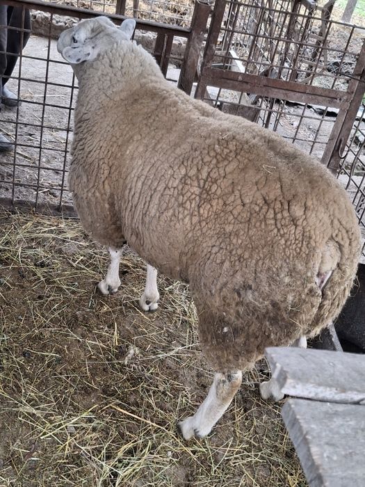 De vanzare oi texel