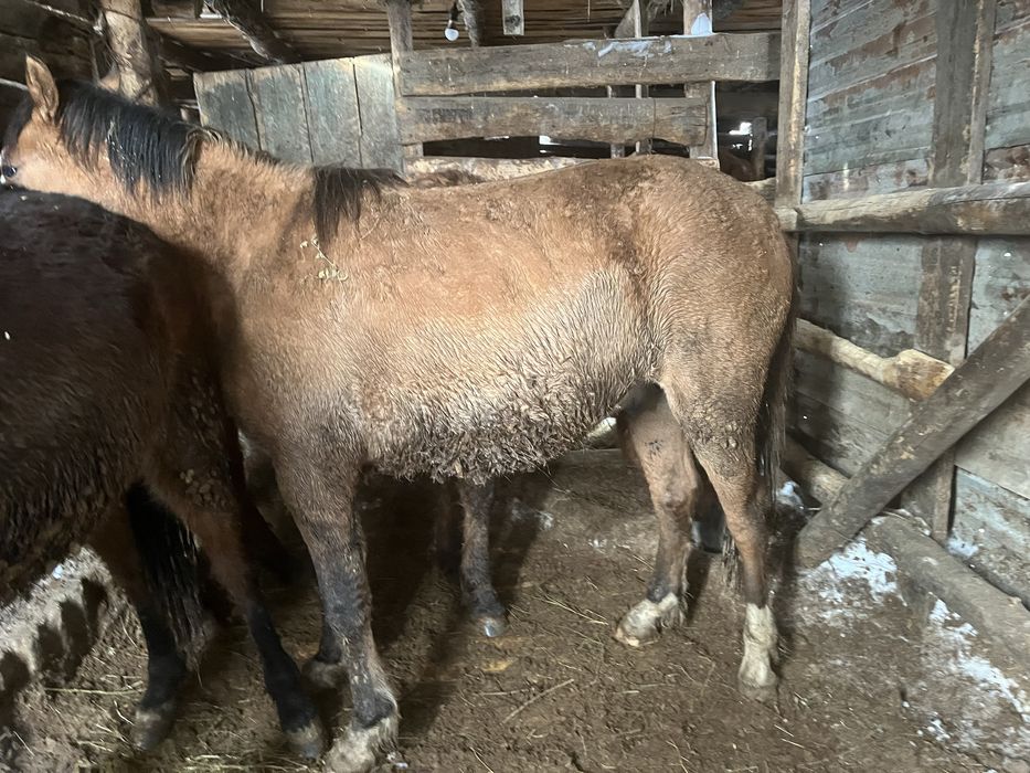 Продам тай с откорма