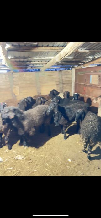 Тоқты қой қошқар саулық