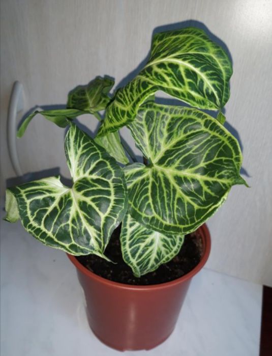 Сингониумы сортовые продам