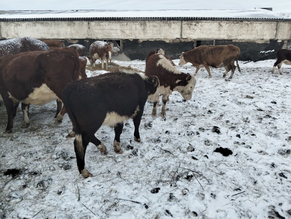 Бұқалар сатылады