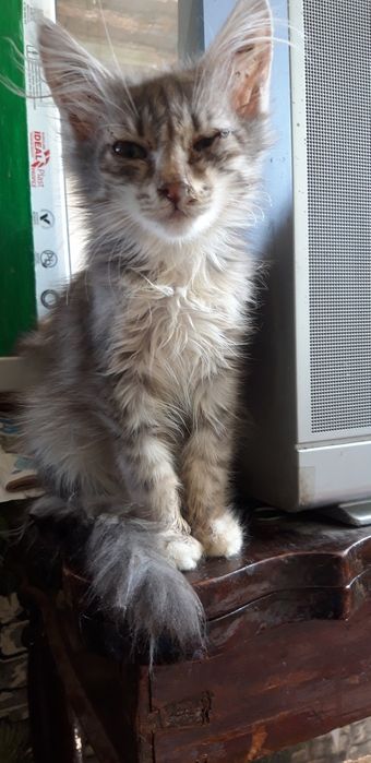 Отдам котят в добрые руки