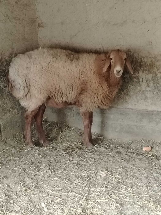 Arashay qo'y sotiladi