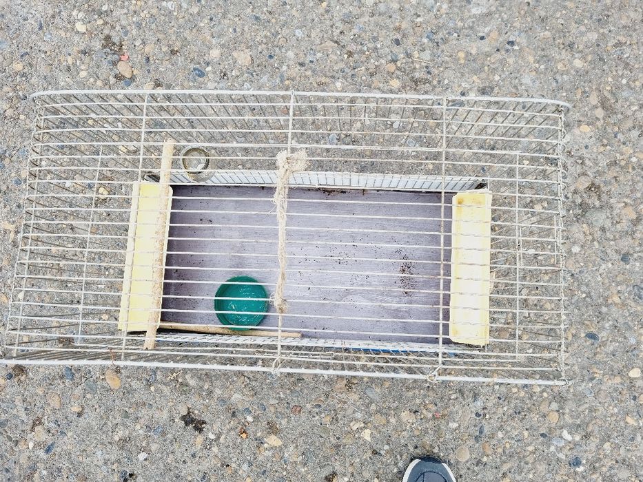 Qafas sotiladi holati yaxshi