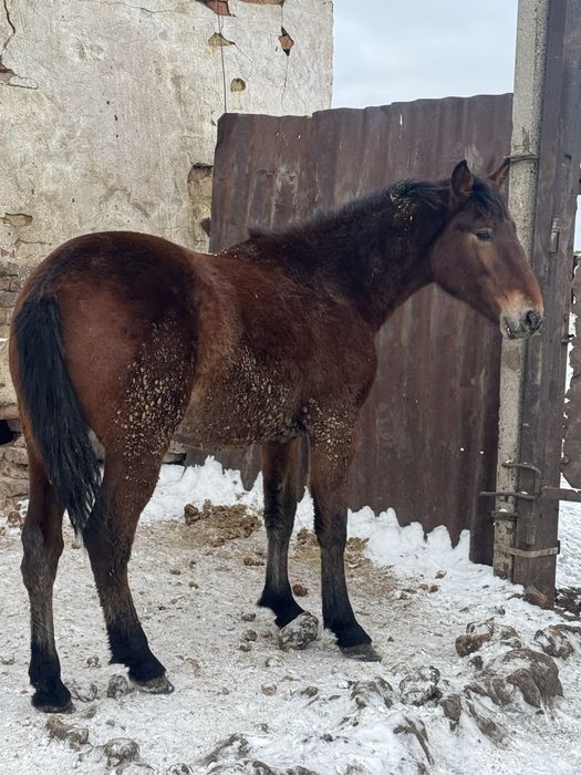 Продам жеребца полутяж