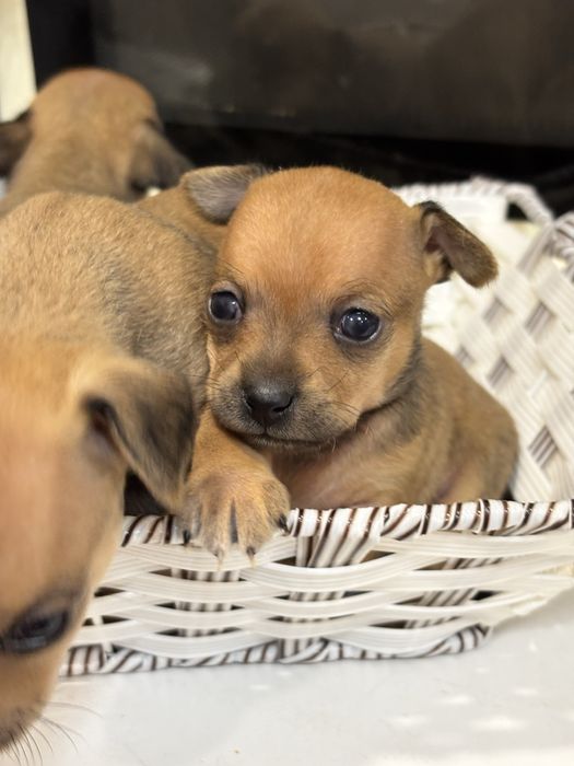 Мини тойтерьер  бронирование