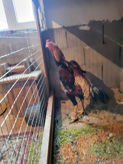 Сатамын дакан кораз 50 000