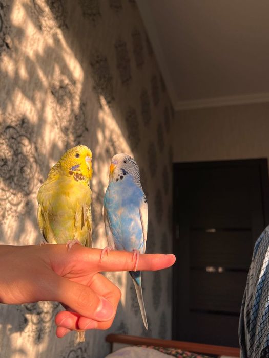 Valnistiy ko’k-oq rangli va Sariq Andurka ruchnoy polruchnoy qushlar