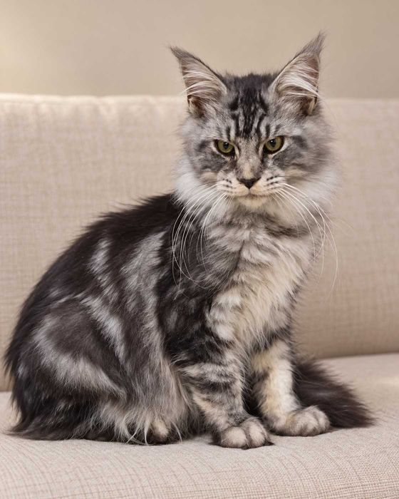 Felix – motănel Maine Coon Black Silver ns 22, pedigree FIFe  www.lynxrunecode.com