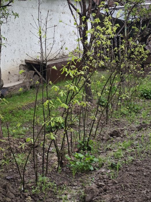 Дерево Дуб высота 1.5метр