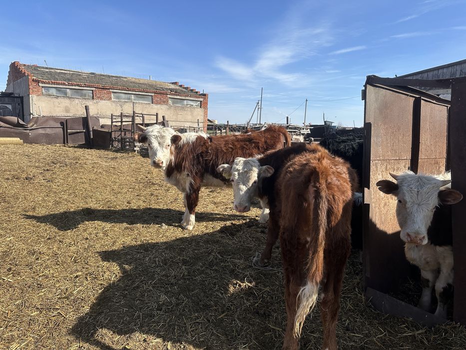 Продам бычков кокшетау