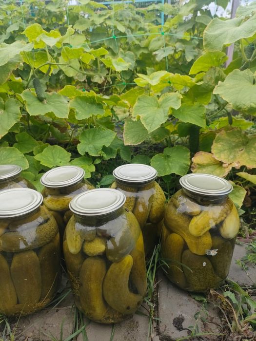 Соленья огурцы