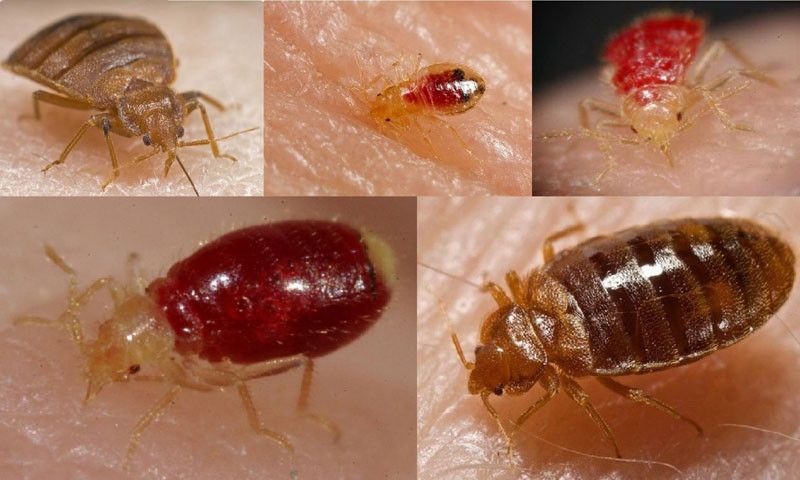 Как выглядят клопы на человеке Как выглядят клопы на человеке