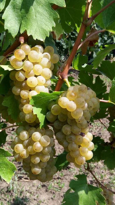 Struguri de vin toate soiurile