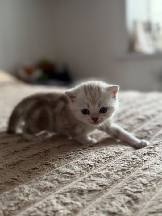 Продам шотланских милых котят