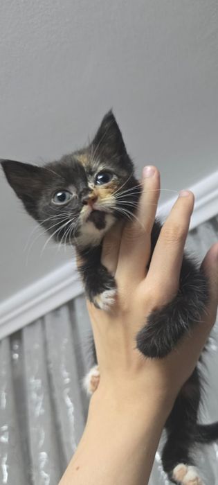 красивые котята девочки