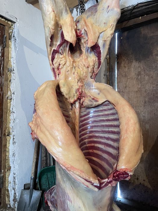 Семіз Байталдар сатылады