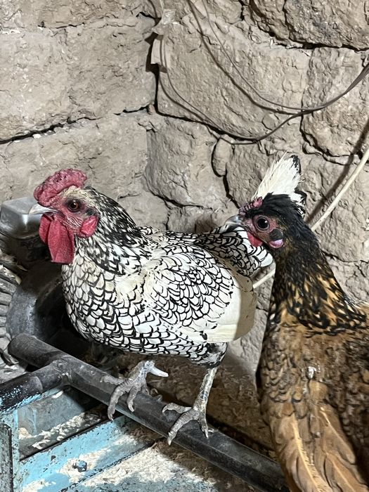 1 пар сибрайт сатылады