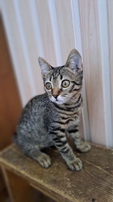 Котенок девочка, чистая
