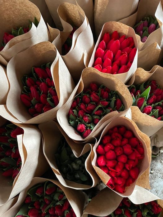 Тюльпан передзаказ