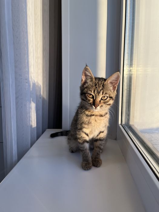 Отдам котенка(мальчик)