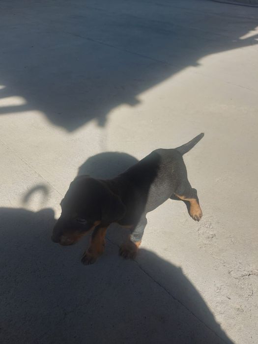 Немецкий ягдтерьер