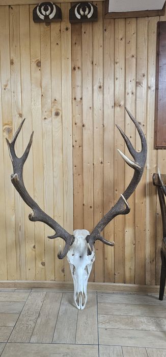 Рога и трофей от  елен и съръндак