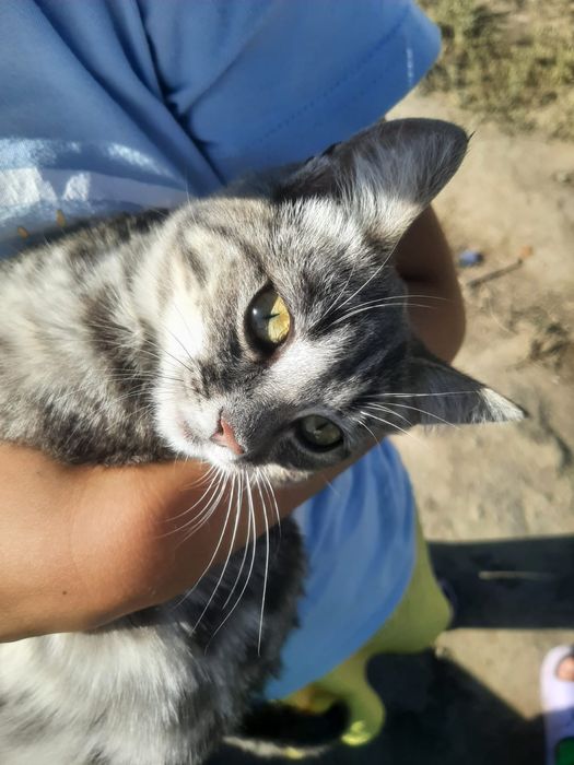 Котята бесплатно
