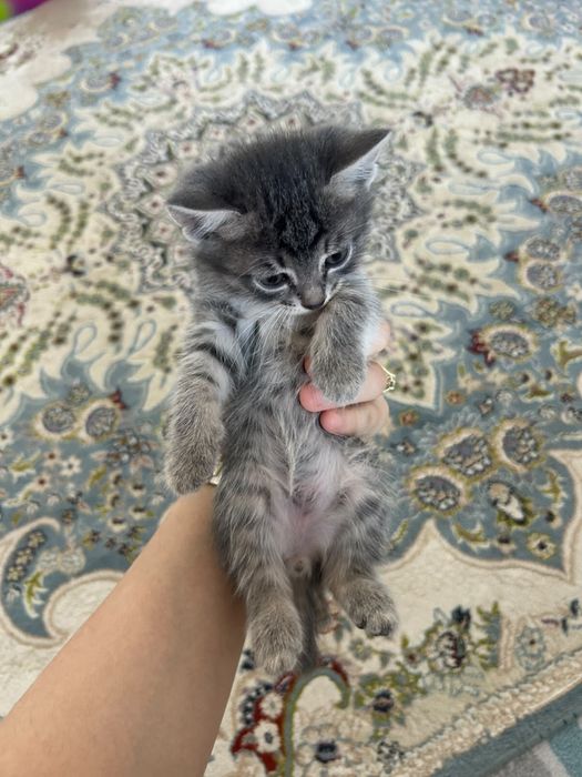 Кошки в хорошие руки
