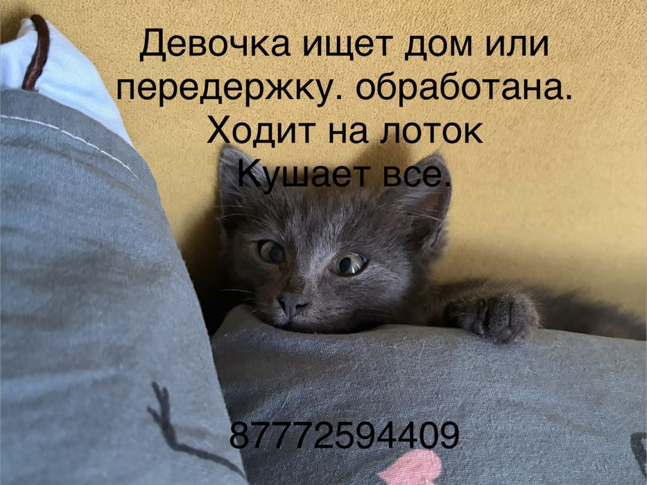 Отдается котенок