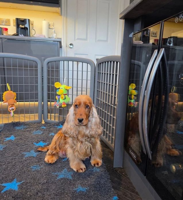 Кокер шпаньол момченце  карамел родословен баща