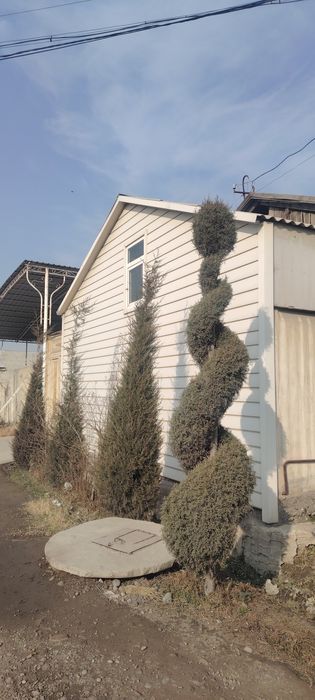 Кепарис 3метр ошиқроқ