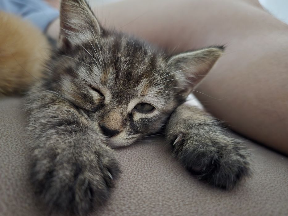 Потерялись котята в районе алмагуль