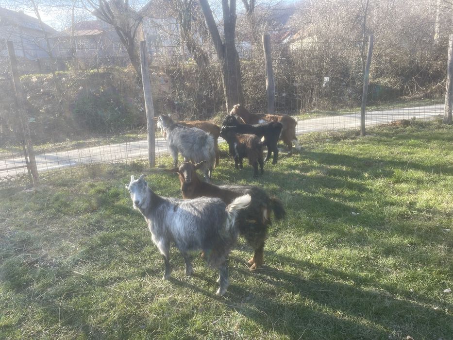 Vand capre romanesti