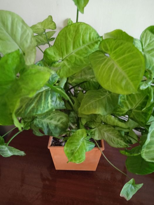 Продам комнатный цветок сингониум