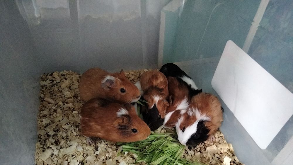 Маски свинки на продажу