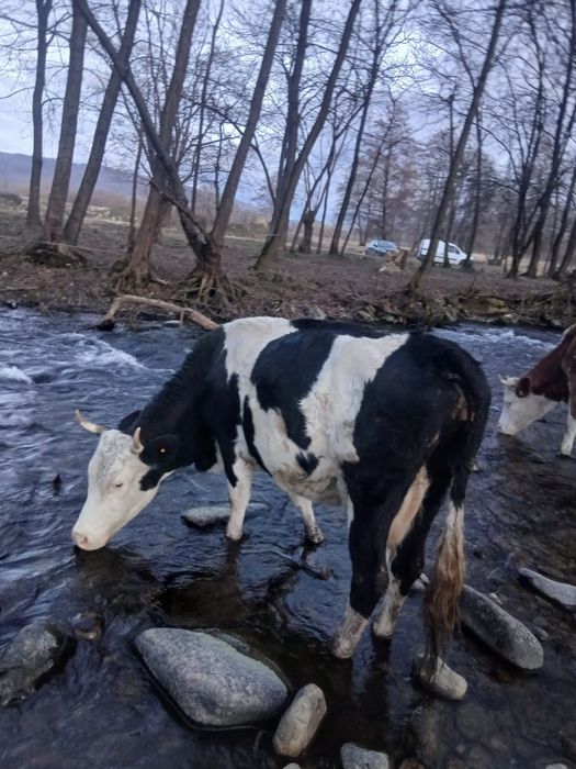 Vând vaci cu viței