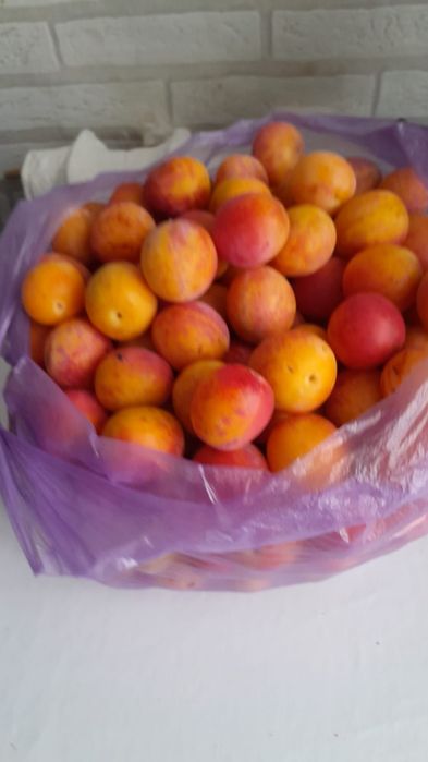 Продам  вишню и сливу,уралку