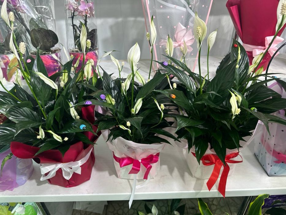 Спатифиллум  женское счастье в огромном ассортименте